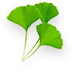 Ginkgo
