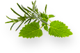 Lemon Balm