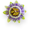 Passion Flower