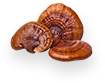 Reishi Mushroom
