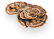 Turkey Tail Mushroom